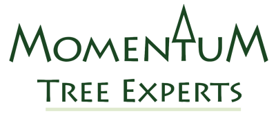 Momentum Tree Experts Logo